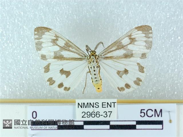 粉蝶燈蛾藏品圖，第1張