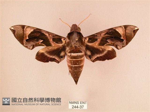 暗綠白腰天蛾藏品圖，第1張