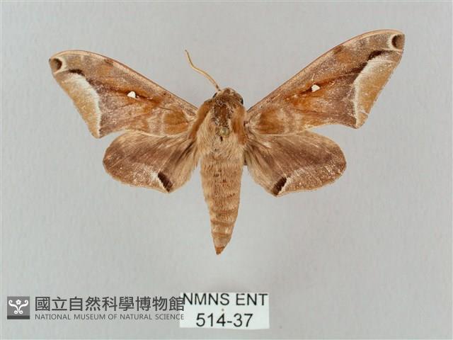 白點天蛾 藏品圖，第1張