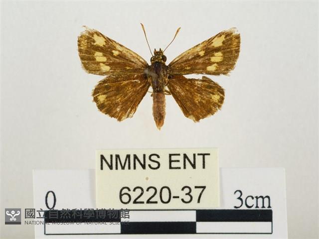 小黃星弄蝶藏品圖，第1張