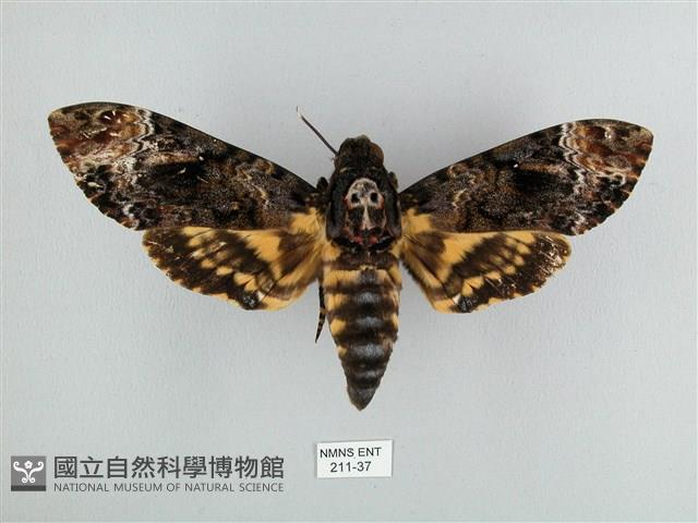 鬼臉天蛾藏品圖，第1張