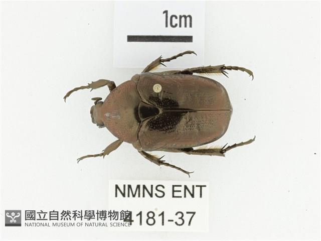 東方白點花金龜藏品圖，第1張