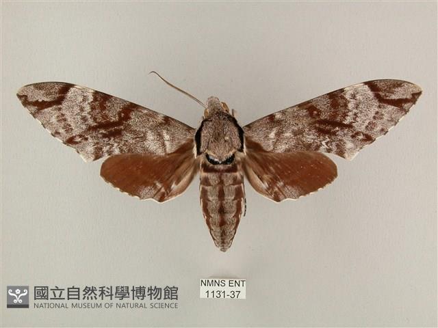 粗斜紋天蛾藏品圖，第1張