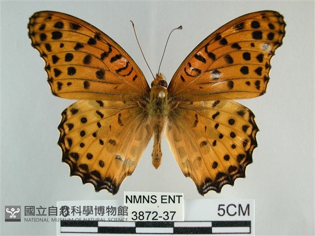 斐豹蛺蝶藏品圖，第1張