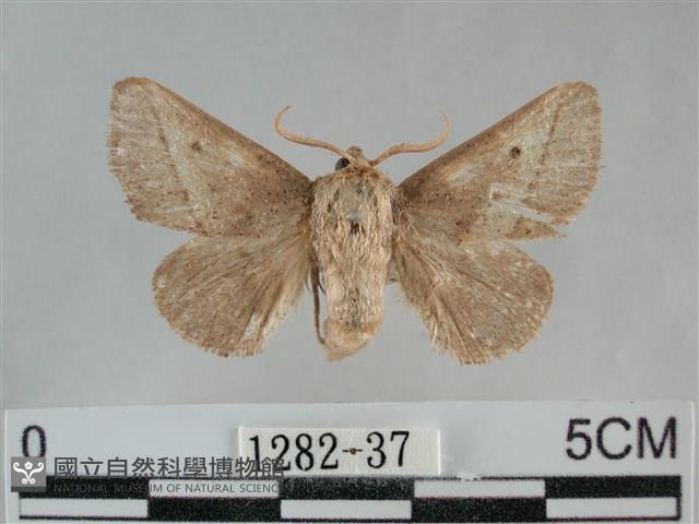 扁刺蛾藏品圖，第1張