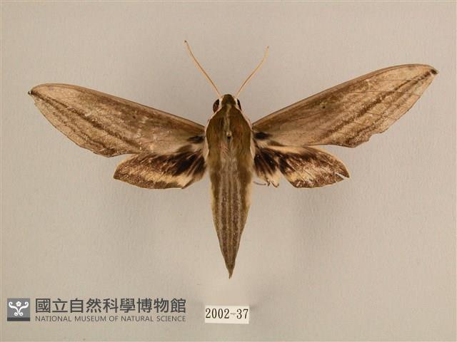 棕綠背線天蛾藏品圖，第1張