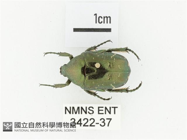 東方白點花金龜藏品圖，第1張