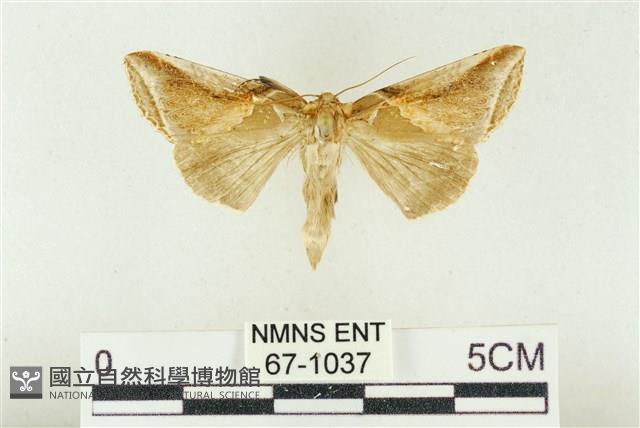 印華波紋蛾藏品圖，第1張