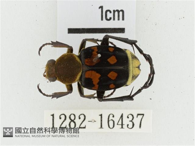 黃肩長腳花金龜藏品圖，第1張