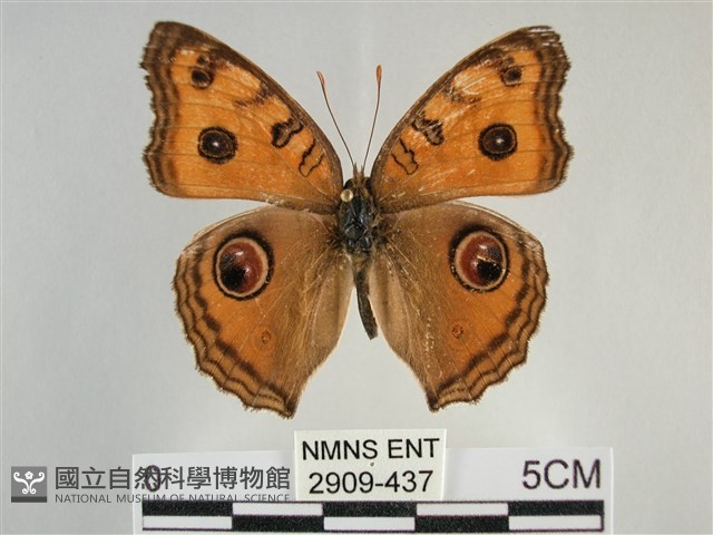 眼蛺蝶、孔雀蛺蝶藏品圖，第1張