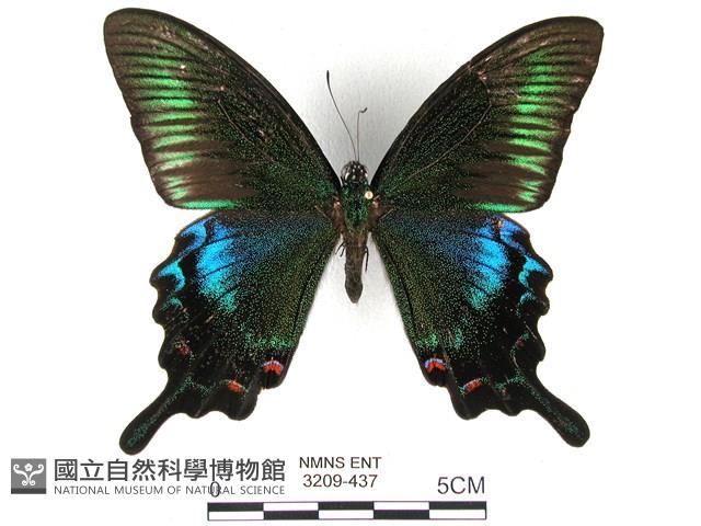 翠鳳蝶蘭嶼亞種藏品圖，第1張