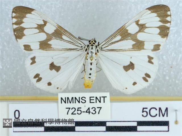 粉蝶燈蛾藏品圖，第1張