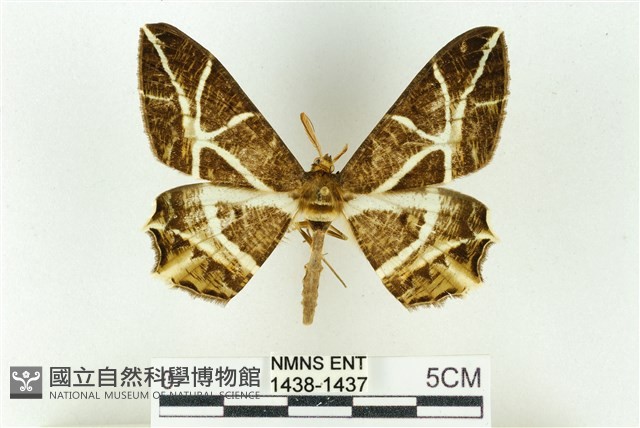 樹形尺蛾藏品圖，第1張