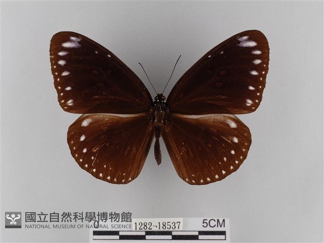 雙標紫斑蝶藏品圖，第1張