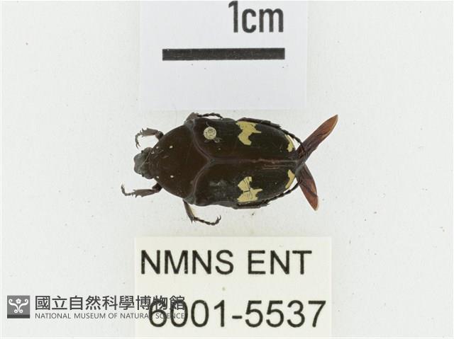 灰斑擬黑花金龜藏品圖，第1張