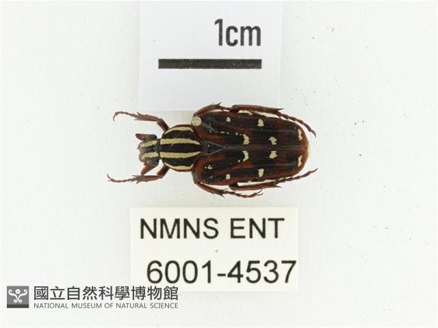 巴蘭陷紋金龜藏品圖，第1張