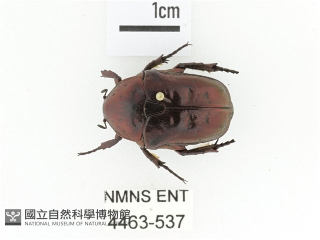 藍艷白點花金龜藏品圖，第1張