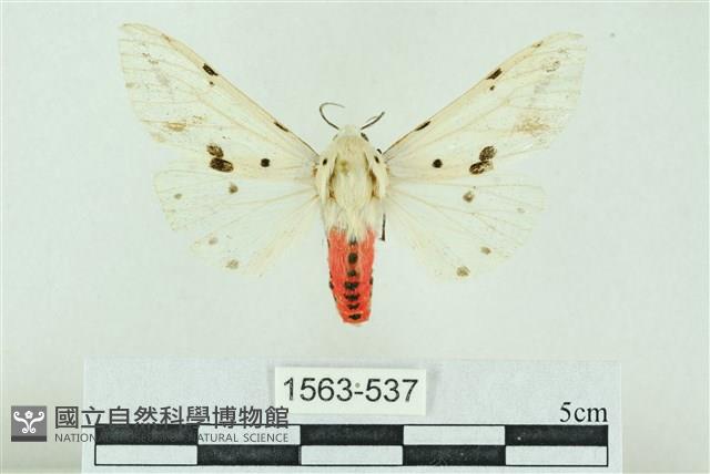 菊池污燈蛾藏品圖，第1張