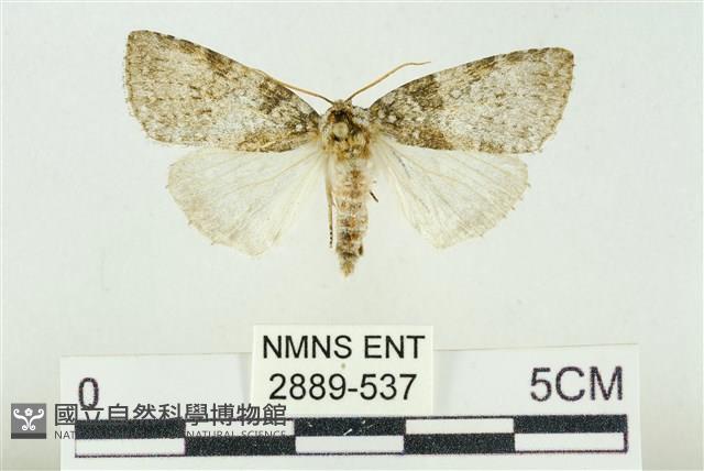 臺灣銀斑異波紋蛾藏品圖，第1張
