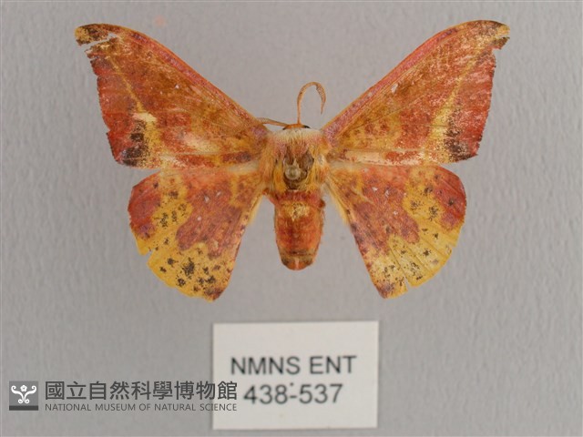 鉛斑帶鉤蛾藏品圖，第1張