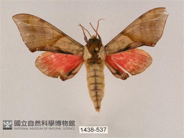 榆綠天蛾藏品圖，第1張