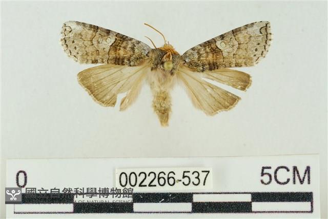 帶波紋蛾藏品圖，第1張
