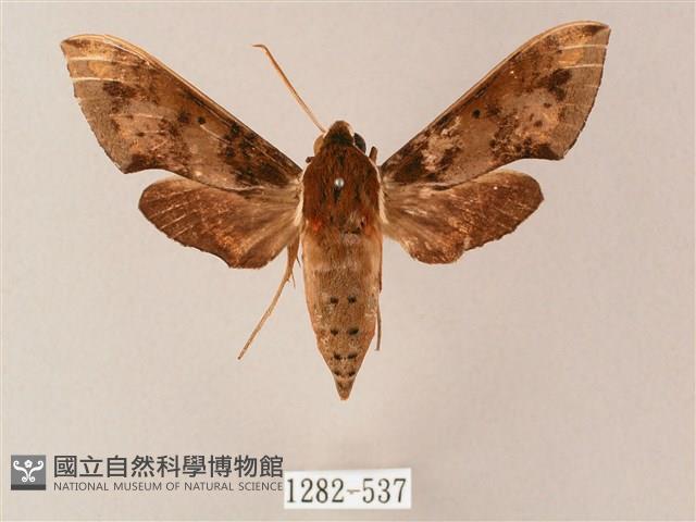 雙斑白肩天蛾藏品圖，第1張