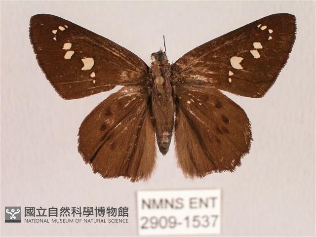 臺灣瑟弄蝶藏品圖，第1張