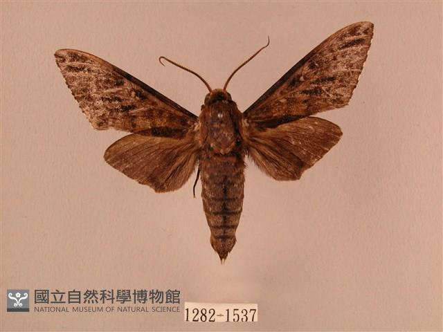 白星天蛾藏品圖，第1張