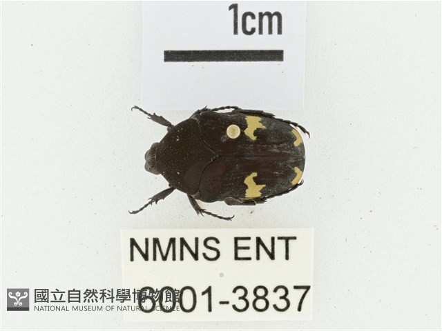 灰斑擬黑花金龜藏品圖，第1張