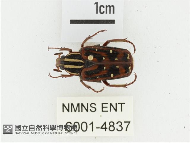 巴蘭陷紋金龜藏品圖，第1張