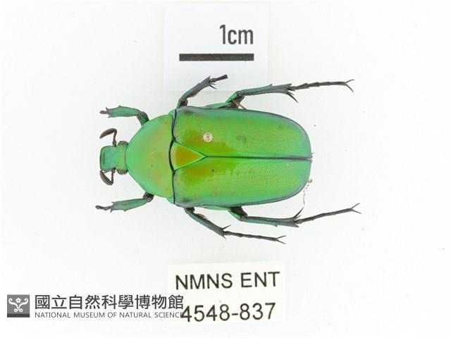 金艷騷金龜藏品圖，第1張