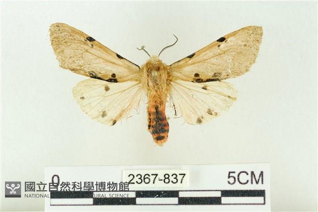 棍棒污燈蛾藏品圖，第1張