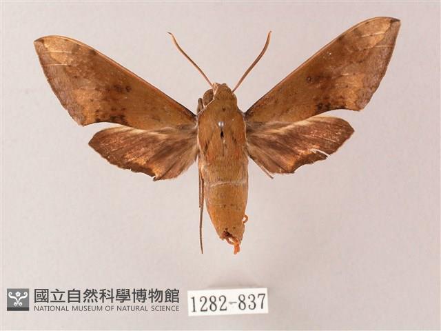 臺灣白肩天蛾藏品圖，第1張