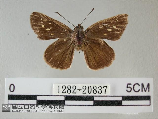 黑星弄蝶藏品圖，第1張