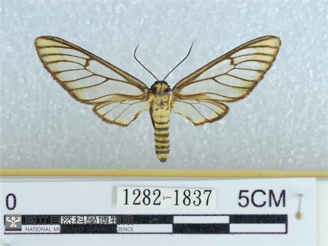 登錄號:001282-01837藏品圖，第1張