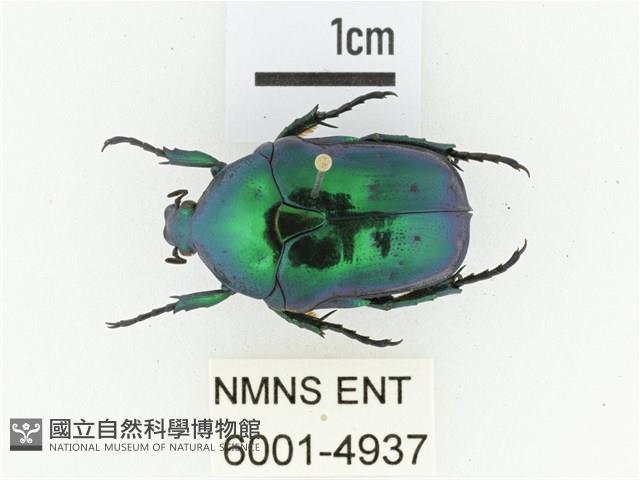 藍艷白點花金龜藏品圖，第1張