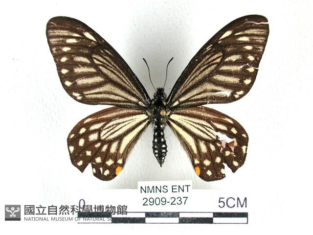 黃星斑鳳蝶藏品圖，第1張