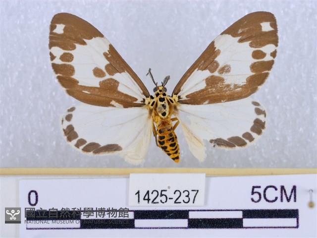 後凸蝶燈蛾藏品圖，第1張