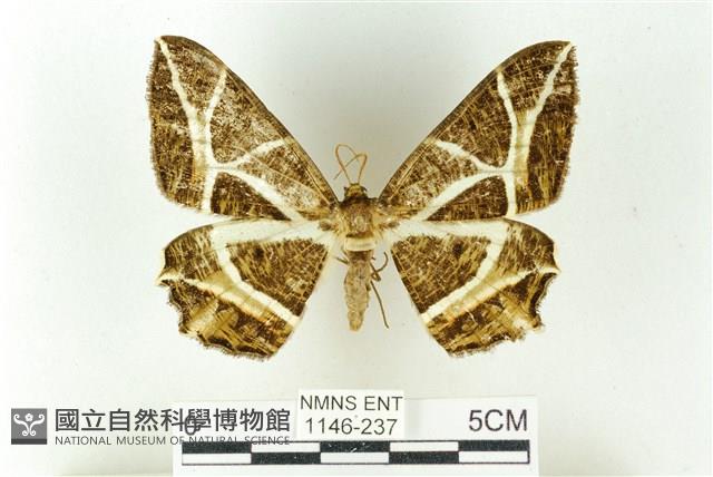 樹形尺蛾藏品圖，第1張