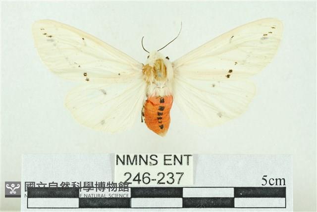 菊池污燈蛾藏品圖，第1張