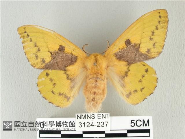 青枯葉蛾藏品圖，第1張