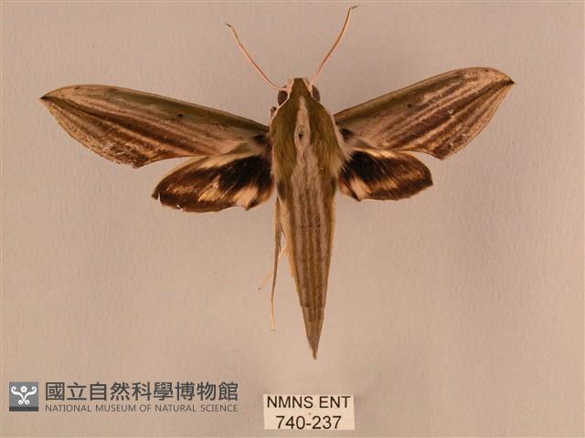 棕綠背線天蛾藏品圖，第1張