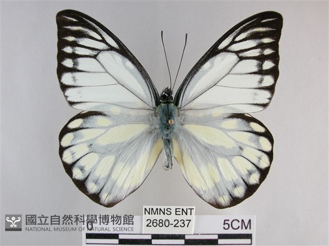 鋸粉蝶藏品圖，第1張