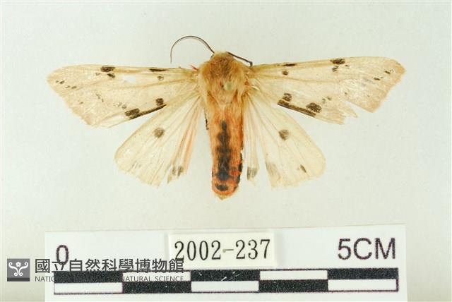 棍棒污燈蛾藏品圖，第1張