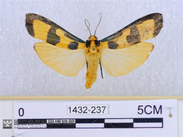 閃光苔蛾藏品圖，第1張