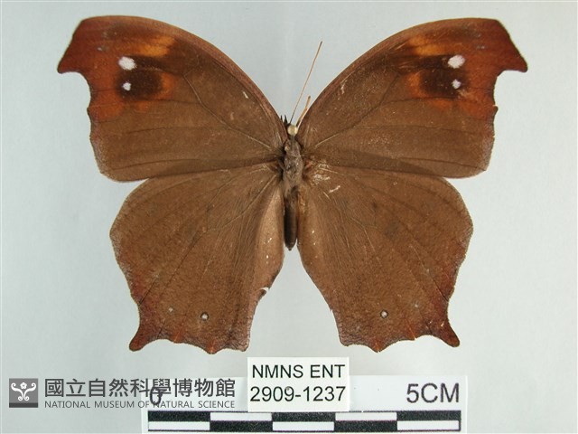 森林暮眼蝶、黑樹蔭蝶藏品圖，第1張