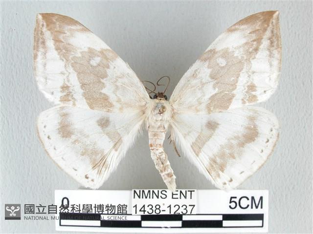 圓翅大鉤蛾藏品圖，第1張