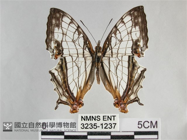 網絲蛺蝶、石牆蝶藏品圖，第1張