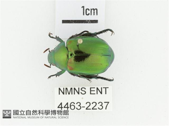 艷金龜藏品圖，第1張